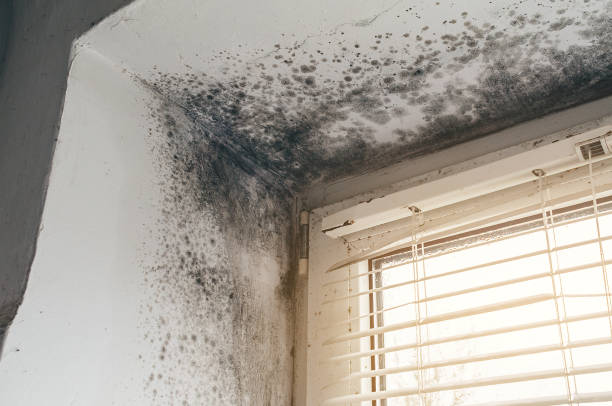 Trusted Mold Inspection service in Far Hills, NJ - Cheap Mold Removal